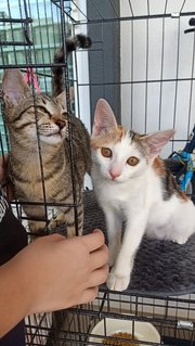 Cuties Sisters Caramel & Milo - Domestic Short Hair + Domestic Medium Hair Cat