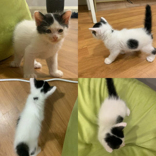 Kat - Tabby + Domestic Medium Hair Cat