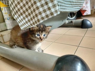 4 Little Kitties - Domestic Short Hair Cat