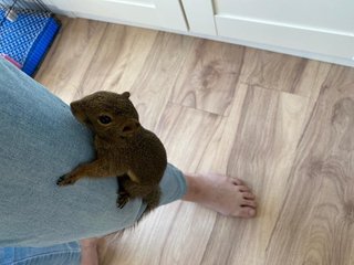 Manny The Squirrel - Sugar Glider Small & Furry