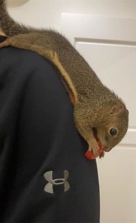 Manny The Squirrel - Sugar Glider Small & Furry