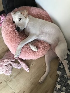 Ariadne (Trial Available) - Labrador Retriever Mix Dog