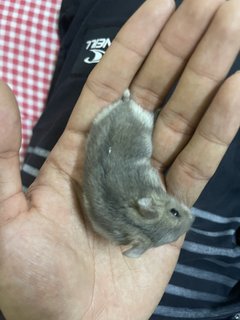 Kruse - Short Dwarf Hamster Hamster