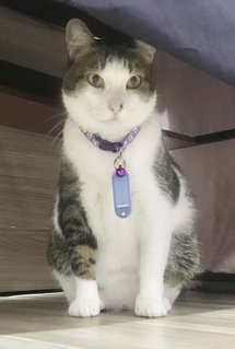 Barney - American Wirehair Cat