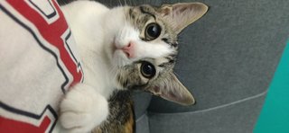 Yuri - Domestic Short Hair Cat