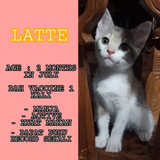 Mocha, Latte, Tj - Domestic Medium Hair + Domestic Short Hair Cat