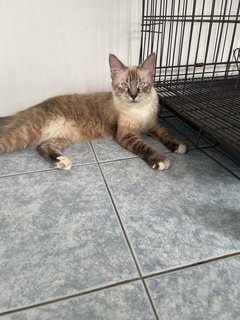 Shimmer  - Ragdoll Cat