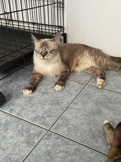 Shimmer  - Ragdoll Cat