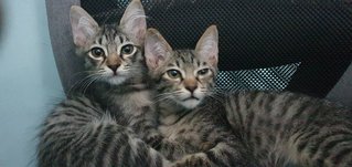 Ryko & Rocko - Domestic Short Hair + Tabby Cat