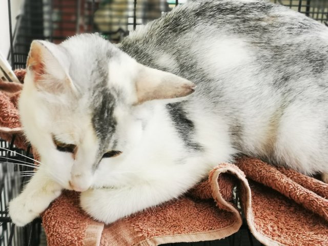 Hana - Domestic Medium Hair Cat