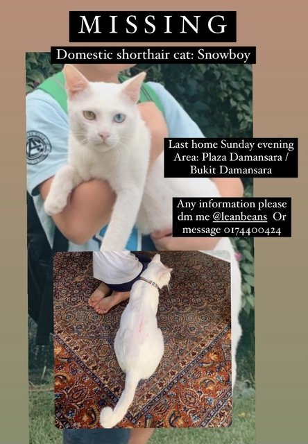 PF108961 - Domestic Short Hair Cat