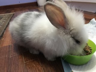 Feebee  - Bunny Rabbit Rabbit