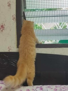Tororo - Domestic Long Hair Cat
