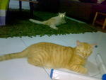 Tiger &quot;Tornado&quot; Oren - Domestic Short Hair + Tabby Cat