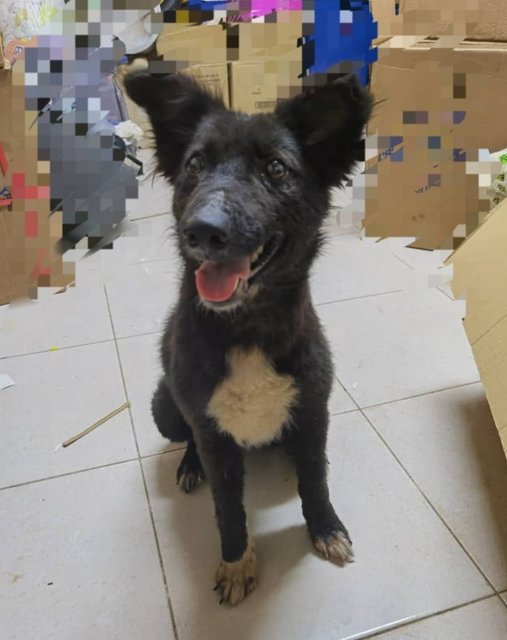 Jennifer - Border Collie Mix Dog