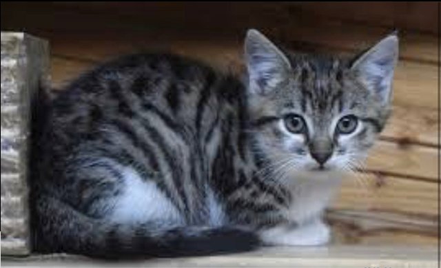 Olie  - Domestic Short Hair Cat