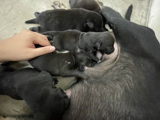 Mama Hazel & Pups - Mixed Breed Dog