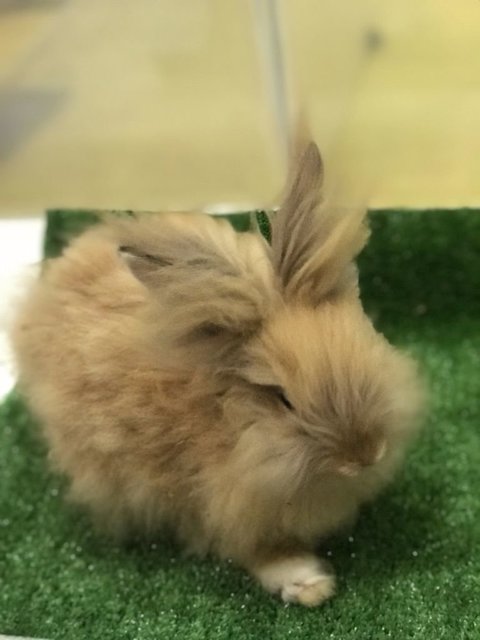Coco - Angora Rabbit Rabbit