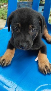 Coco &amp; Blacky - Mixed Breed Dog