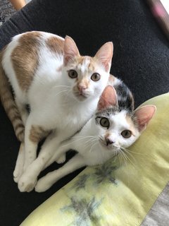 Lourdes & Rocco - Domestic Short Hair Cat