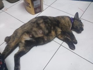 Kontot - Calico Cat