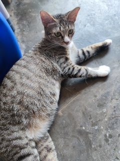 Tam - Domestic Short Hair Cat
