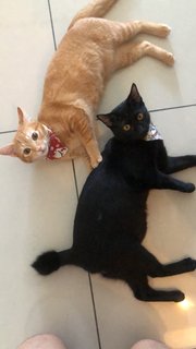 Captain &amp; Tom - Domestic Short Hair Cat