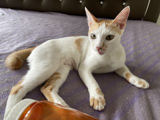 June - Domestic Short Hair Cat