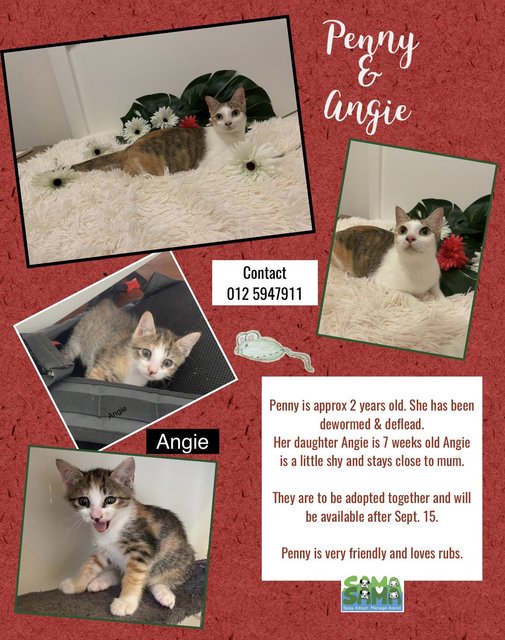 Penny And Angie Adopted - Domestic Short Hair Cat