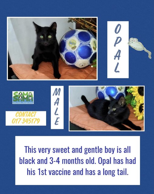 Opal Adopted - Domestic Short Hair Cat