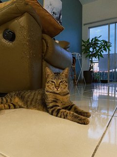 Murphy - Domestic Short Hair Cat
