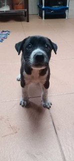 Litter In Klang - Mixed Breed Dog