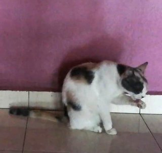 Kitty - Domestic Short Hair Cat