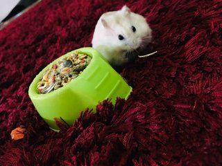 Cristal And Flashy - Short Dwarf Hamster Hamster