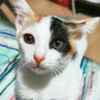 Sheeta - Domestic Short Hair Cat