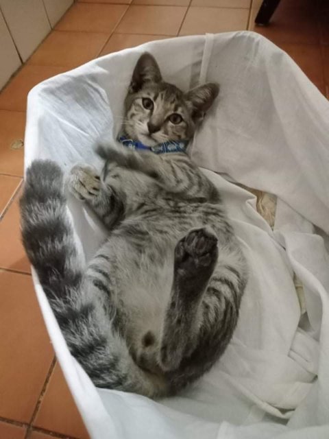 Milo - Domestic Short Hair Cat