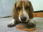 Max, The Beagle - Beagle Dog