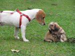 Max, The Beagle - Beagle Dog