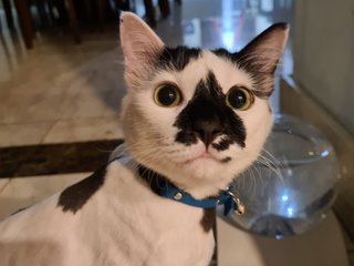 Watson - Tuxedo Cat