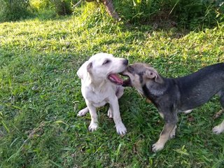 Kellie - Mixed Breed Dog