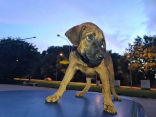 Aailyn  - Mixed Breed Dog