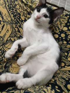 Bronie - Domestic Short Hair Cat