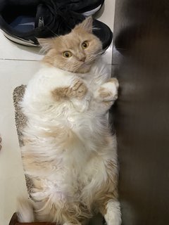 Chi Chi - Domestic Medium Hair Cat