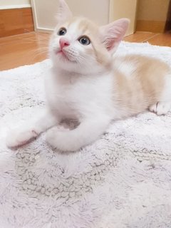 Kitten Bunch - Domestic Medium Hair Cat