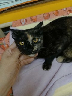 Candie - Domestic Short Hair Cat