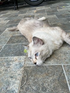 Chloe (Meow Meow) - Domestic Medium Hair Cat