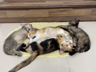 4 Little Cute Kitten - Domestic Medium Hair + Domestic Long Hair Cat