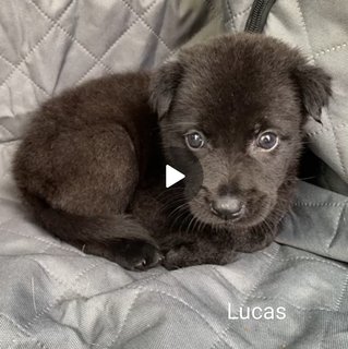 Transporting or Relocating Your Pet - Knowledge Library - PetFinder.my
