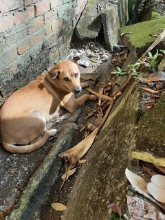 Lost Dog Found - Mixed Breed Dog