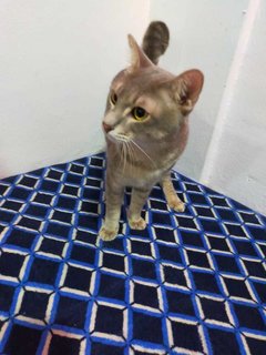 Arthur - Domestic Short Hair Cat